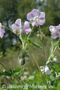 Geranium phaeum 'Joan Baker'